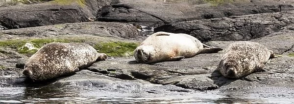 Common seals in Loch Scavaig in Scotland