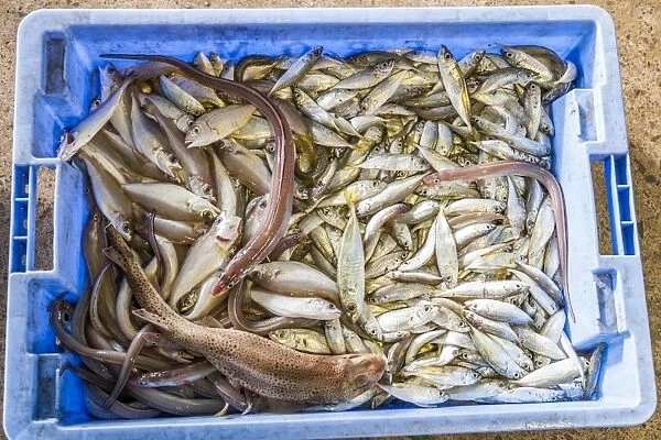 A crate of newly-caught fish in Peniscola, Spain
