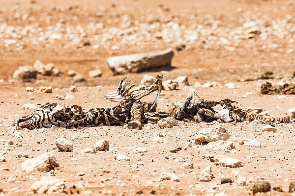 A dead zebra in Etosha National Park, Namibia