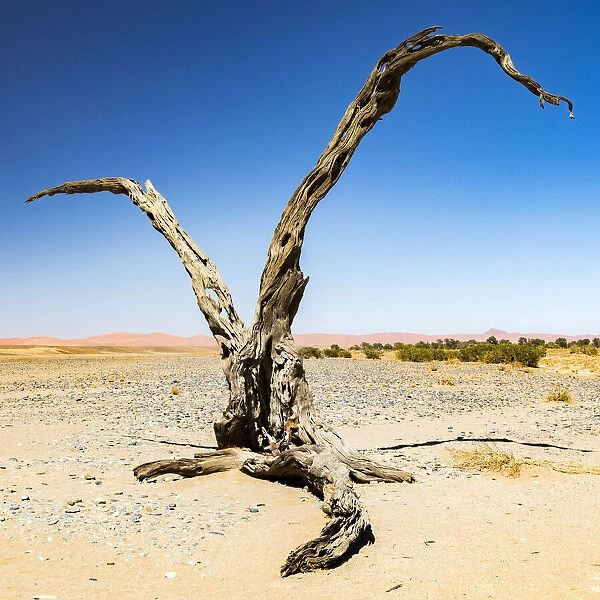 Desert scenery in Namib-Naukluft National Park, Namibia