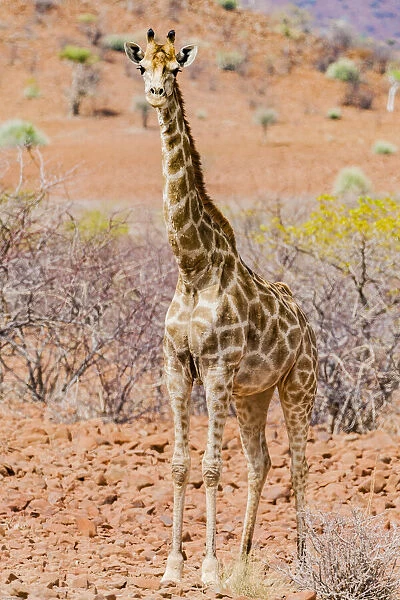 A giraffe in Etosha National Park, Namibia