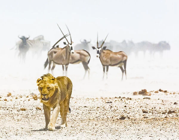 A lion and some gemsboks in a dust storm in Etosha National Park, Namibia