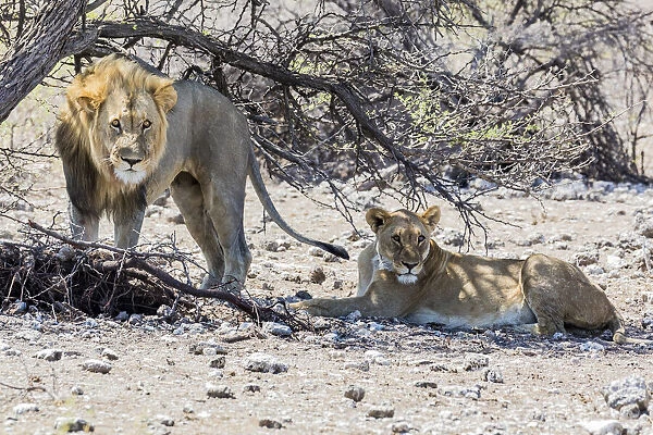 A lion and lioness in Etosha National Park, Namibia