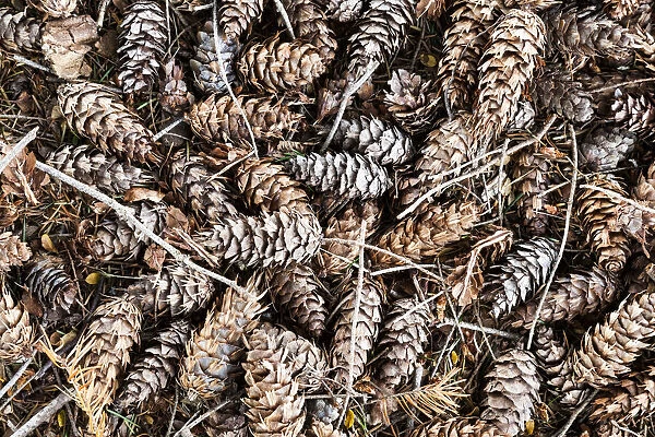 Pine cones at Te Anau in Southland, New Zealand