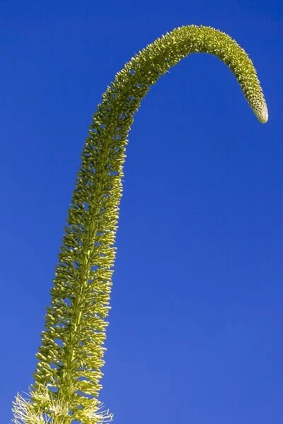 A tall elegant plant structure at Funchal in Madeira
