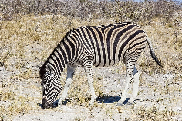 A zebra in Etosha National Park, Namibia