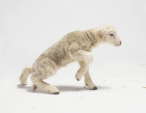 1 day old Lamb (Ovis aries) struggling to stand