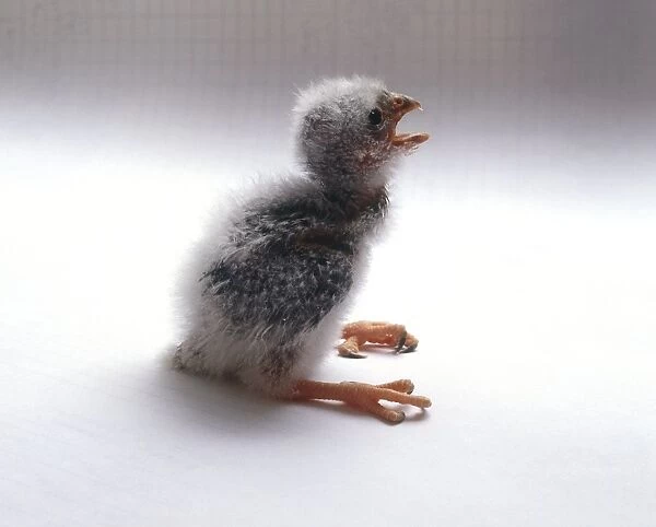14-day-old African pygmy falcon chick (Polihierax semitorquatus), calling, side view