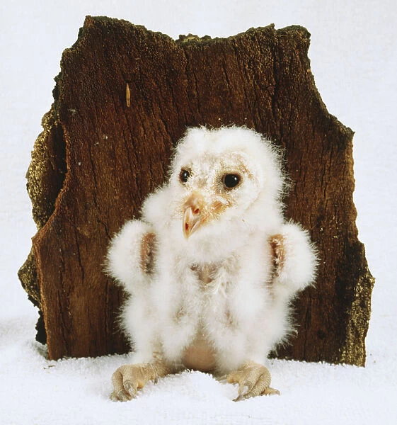 6 week old barn owl stands in front of piece of bark
