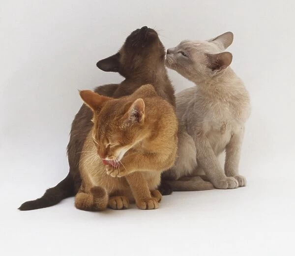 Three Abyssinian and Tonkinese cats grooming each other