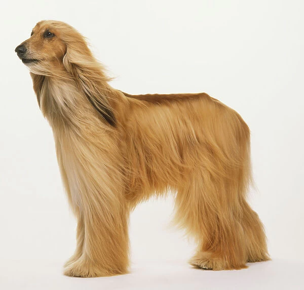 Afghan hound (Canis familiaris) standing in wind, side view