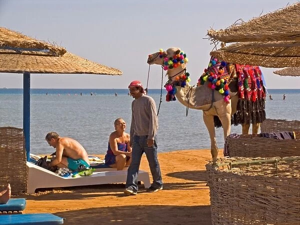 Africa. Egypt. El Gouna. Red Sea. Dromedary