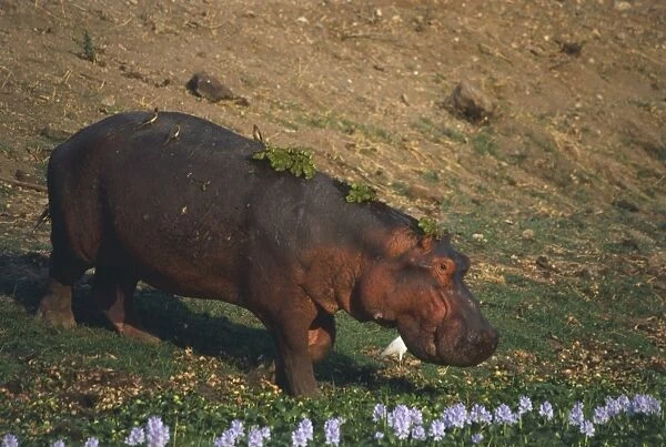 Africa, Zimbabwe, Lake Kariba, Hippo (Hippopotamus amphibius) with birds and leaves on its back, standing at bottom of slope, side view