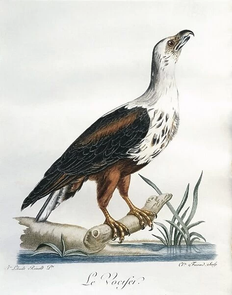 African Fish-Eagle Haliaeetus vocifer. Engraving by Lebrecht Reinold