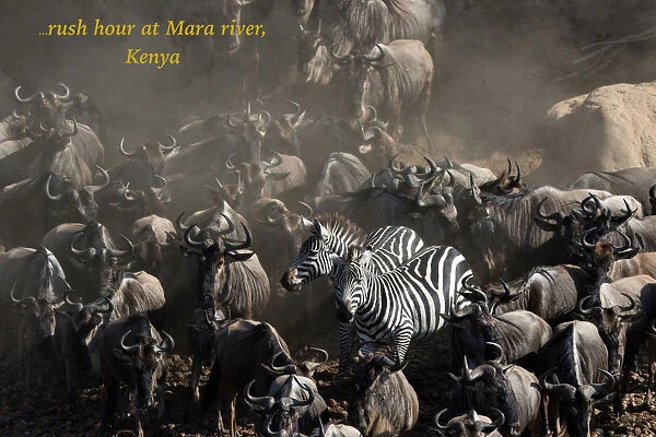 Afrique, Masai Mara, Masai Mara, faune sauvage, mammifere, savane