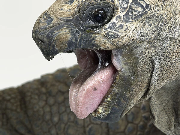Aldabra giant tortoise (Aldabrachelys gigantea), close-up of a tortoise head, mouth wide open and tongue sticking out