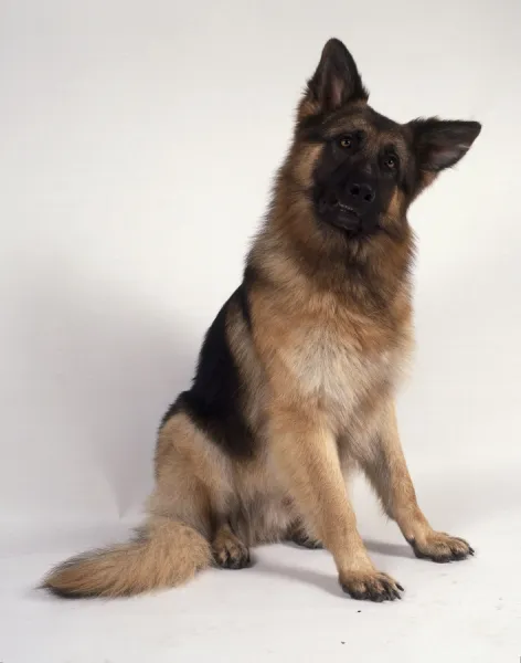 Tan german hot sale shepherd