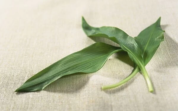 Allium ursinum (Ramsons), fresh leaves