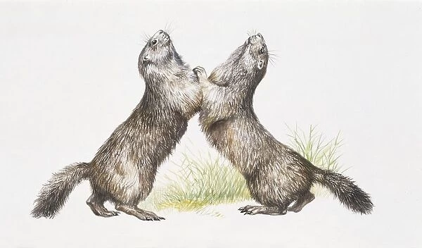 Two Alpine Marmots (Marmota marmota) standing, illustration