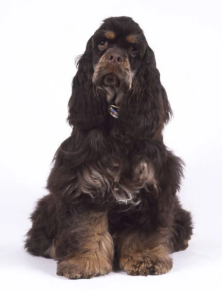 American Cocker Spaniel puppy (Canis familiaris) sitting, front view