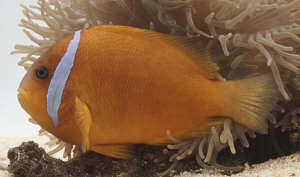 Amphipiron, Clownfish, mucus-covered gold body with distinctive white stripe, hard mouth for nibbling algae, large eyes, side fins for steering and changing direction, swimming amongst sea anemones