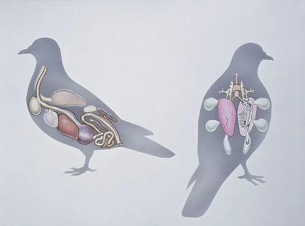 Anatomy of two pigeons