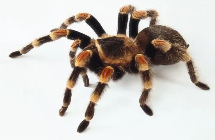 Framed Print : Red Kneed Tarantula Print (Side View)