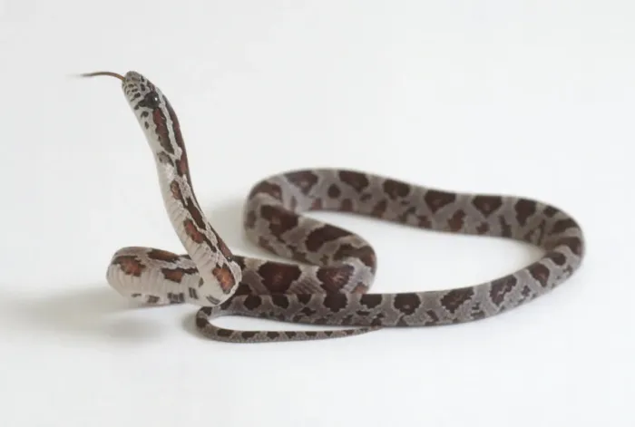 Framed Print : Newly Hatched Python Print Framed Print : Newly Hatched Python Print