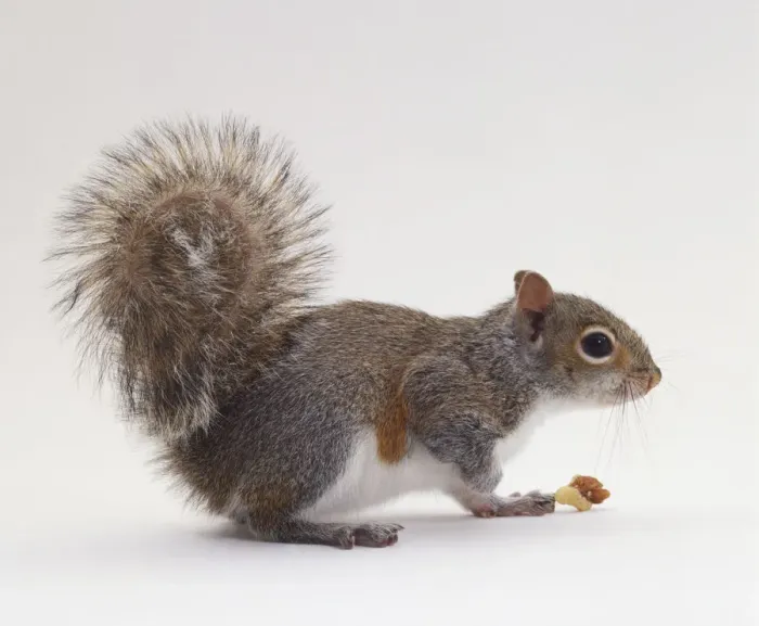 Framed Print : Grey Squirrel Print - Side View Crouched Over Nuts Framed Print : Grey Squirrel Print - Side View Crouched Over Nuts