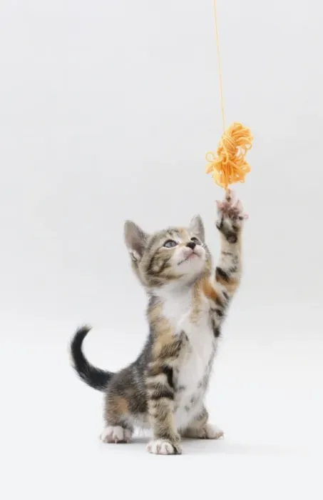 Framed Print : A kitten reaching up at some wool Print Framed Print : A kitten reaching up at some wool Print