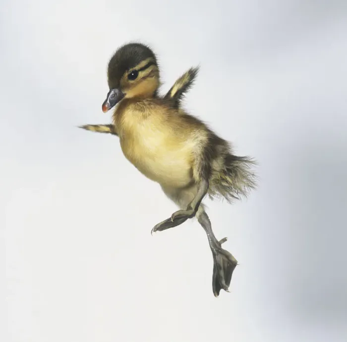 Framed Print : Mandarin Duck Print (Freefall) in Photographic Format Framed Print : Mandarin Duck Print (Freefall) in Photographic Format