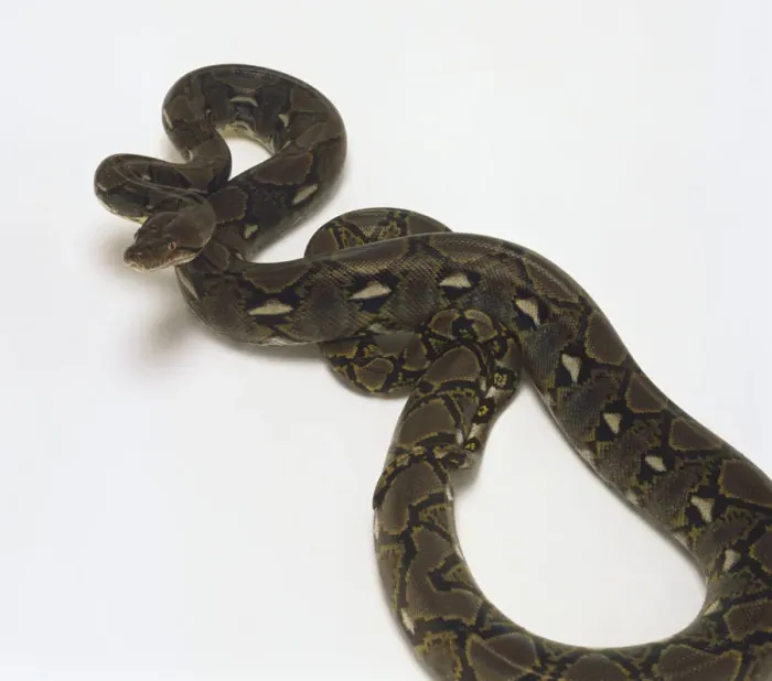 Framed Print : Reticulated Python Print Framed Print : Reticulated Python Print