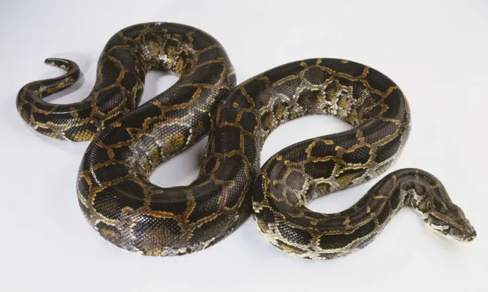 Framed Print : Burmese Python Print, View from Above Framed Print : Burmese Python Print, View from Above