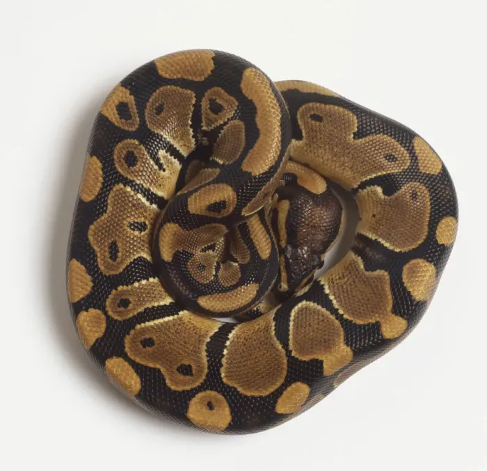 Framed Print : Print of a Tightly Coiled Ball Python Framed Print : Print of a Tightly Coiled Ball Python