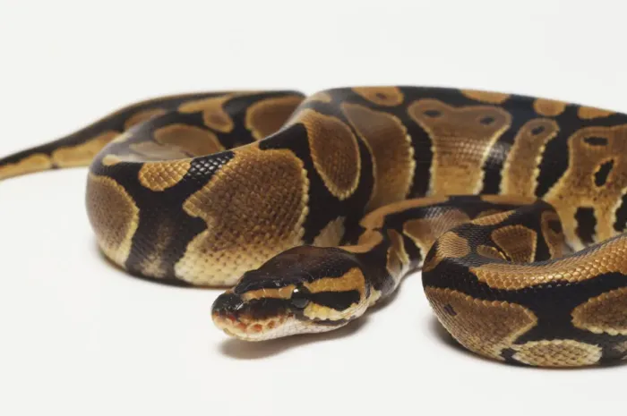 Framed Print : Coiled Royal Python Print