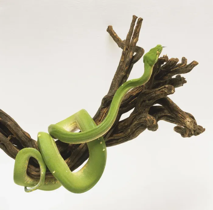Framed Print : Green Tree Python Print Framed Print : Green Tree Python Print