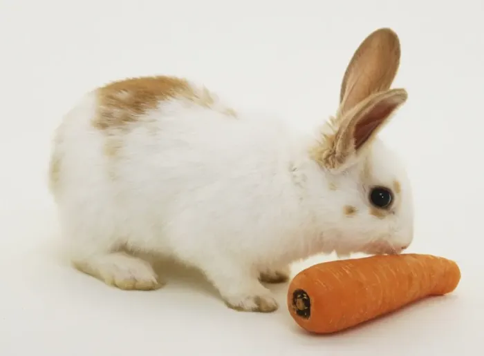 Framed Print : White Rabbit Eating Carrot Print Framed Print : White Rabbit Eating Carrot Print