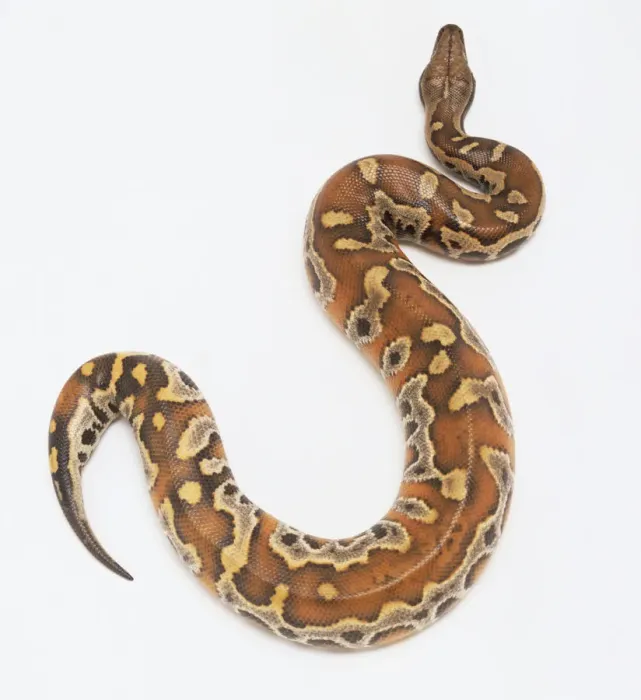 Framed Print : Blood python print Framed Print : Blood python print