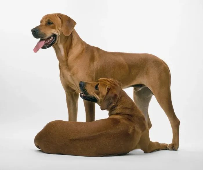 Framed Print : Rhodesian Ridgeback Print Framed Print : Rhodesian Ridgeback Print