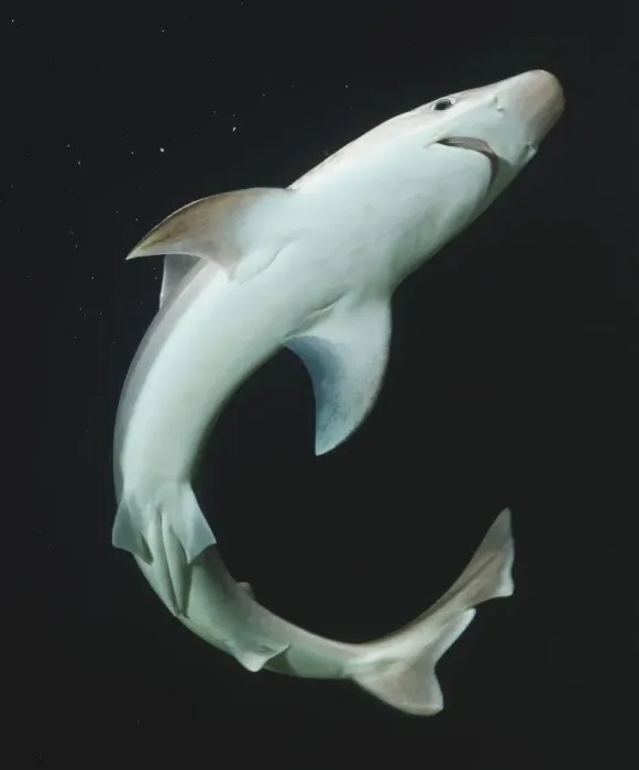 Framed Print : Underside of Shark Print (Vertical) Framed Print : Underside of Shark Print (Vertical)