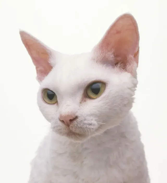 Framed Print : White Devon Rex Cat Print