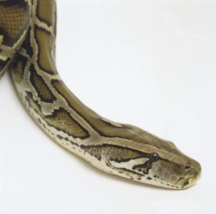 Framed Print : Burmese Python Head Print Framed Print : Burmese Python Head Print
