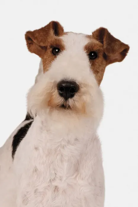 Framed Print : Wire Fox Terrier Print (Front View) Framed Print : Wire Fox Terrier Print (Front View)
