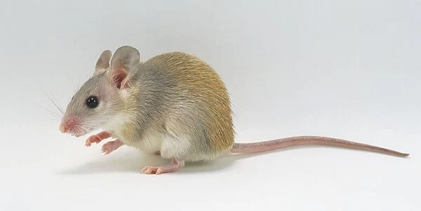 Arabian Spiny Mouse (Acomys sp. ), side view