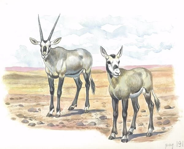 Arabian or White Oryx Oryx leucoryx with young, illustration