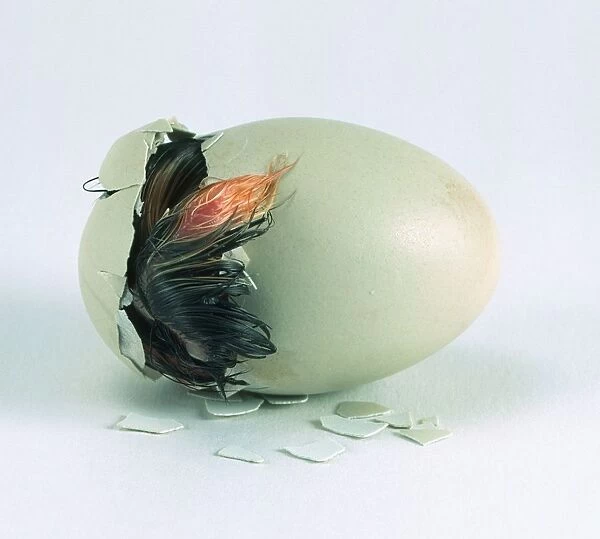 Araucana hatching from egg