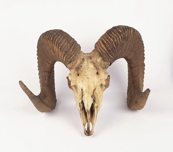 Argali (Ovis ammon), skull of wild sheep