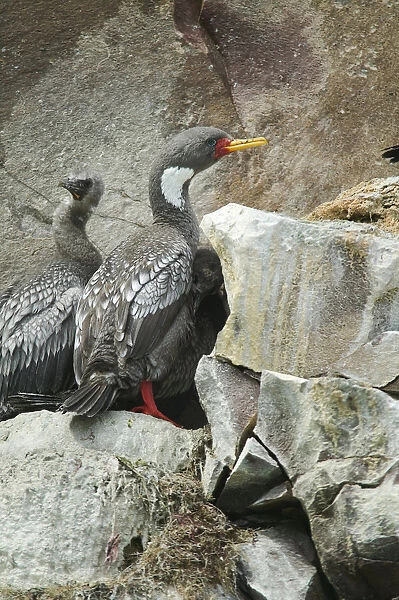 Argentina, patagonia, puerto deseado (port desire), ria deseado natural reserve, red-legged cormorants (phalacrocorax gaimardi) nesting on rocky cliffs