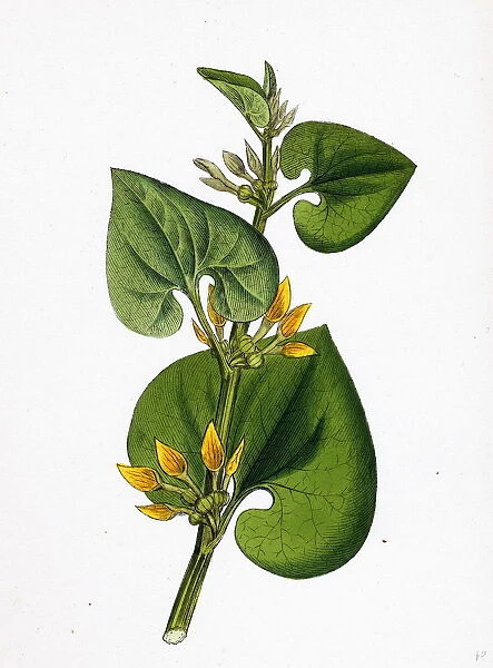 Aristolochia Clematitis, Common Birthwort