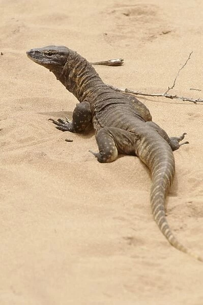 Australia, cape naturaliste, leeuwin-naturaliste national park, lizard on sand